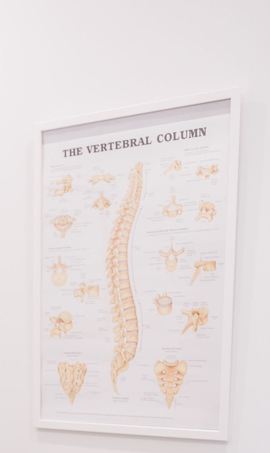 Best Osteopath in Vaughan, Anthony Valente from NatCan Integrative Medical & Wellness Centre